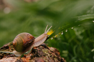 Snail drinks dewdrops from blade of grass
