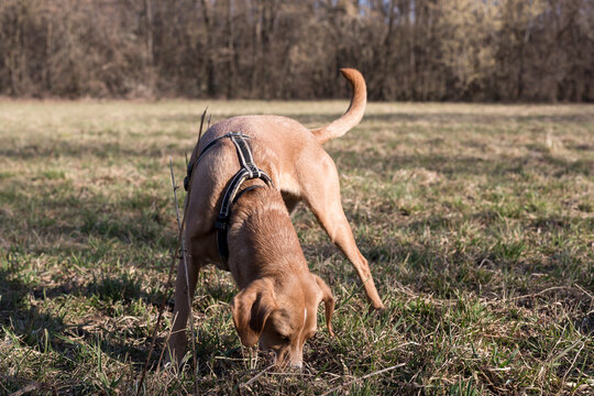 dog sniff in the field at the ground,