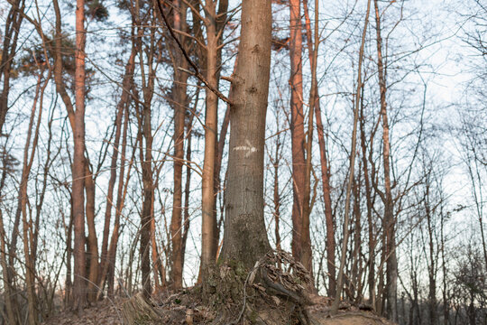 directions arrow on the trunk