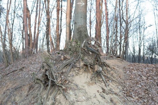 tree roots