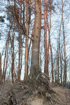 directions arrow on the trunk
