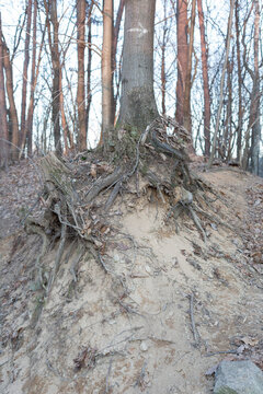 tree roots
