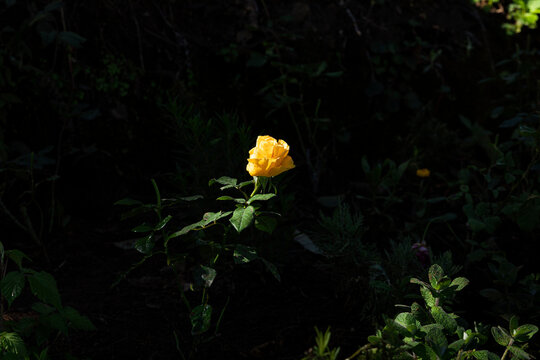 sunlit yellow rose with dark background i