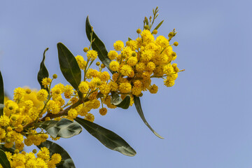 Yellow flowers of a flowering Cootamundra wattle Acacia baileyana tree closeup on a blurred background - obrazy, fototapety, plakaty