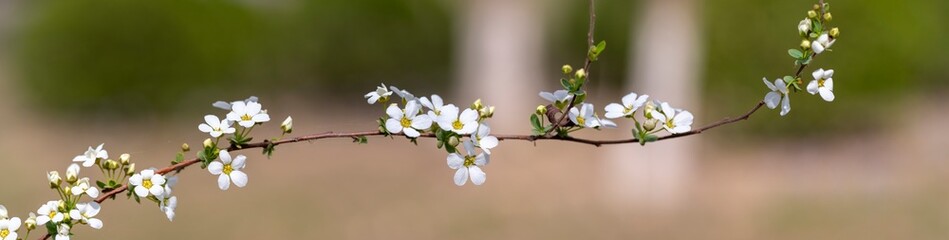 bridal wreath flowers. white flowers in the spring. .very small white flowers on yellow flower bokeh background. spring time image