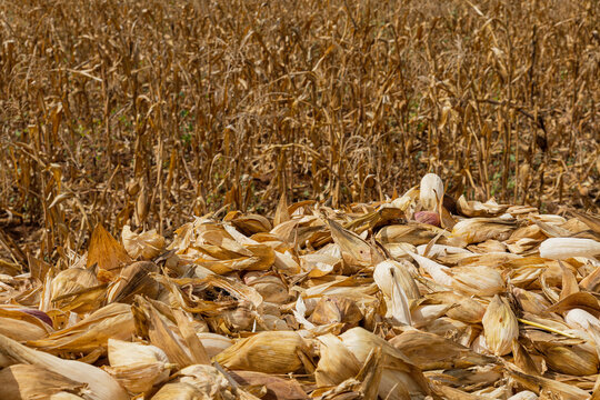 corncobs with corn husks in front of a blurred field 