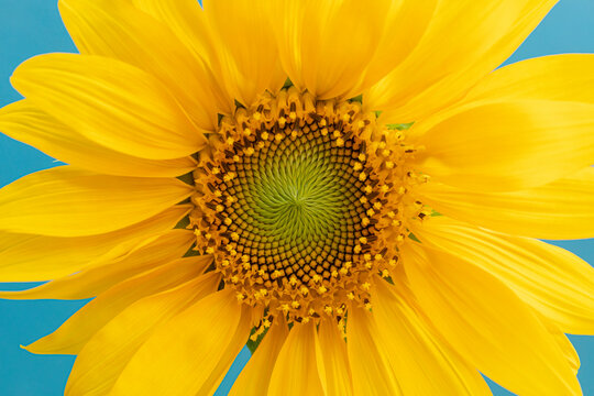 Closeup of a bright sunflower
