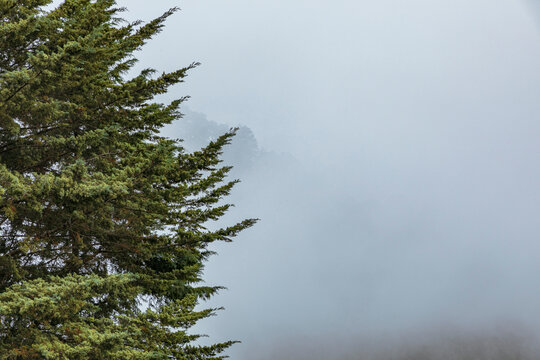 Pine tree on the left side with fog on the right side