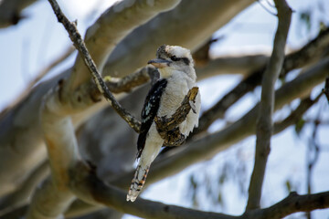 Kookaburra in Detail Close Up Resting on a Tree Branch