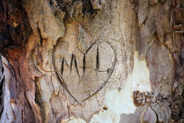 Tree Graffiti on Barck with Love heart and Initials Natural Texture