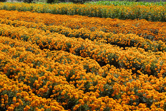  wide angle perspective of a field of flowers