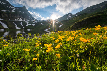 Fototapeta premium spring with yellow alpine wild flowers at a mountain lake