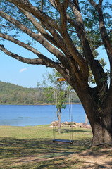 branches of a big tree with wooden swing and word Thai language is swings 4G on a sign hanging above