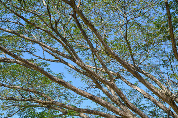 branches of a big tree with blue sky