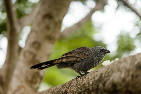 Bird eating worm on a tree brach 