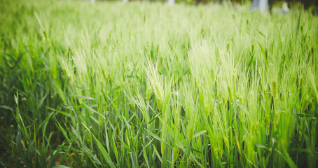 green grass in the wind