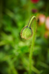 close up of poppy flower