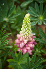 flowers in the garden