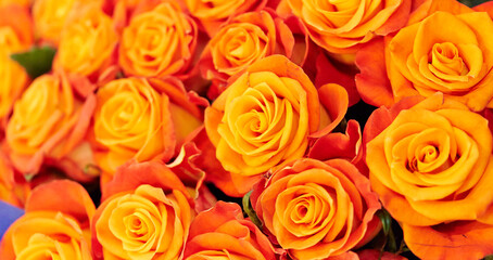 orange roses background