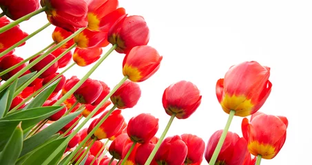 Fototapeten Tulpen red tulips in the garden  © mnimage