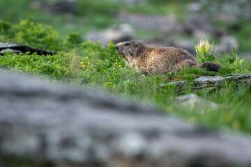 alpine marmot (Marmota marmota) in green grass near Grindelwald