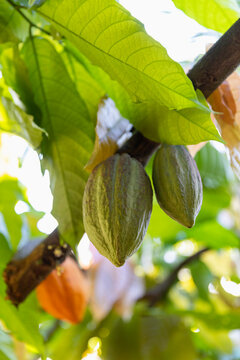 Colorful Cocoa Pod pods in Costa Ric Rainforest 