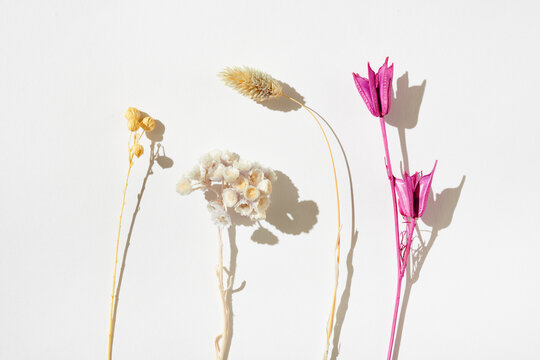 Fototapeta Arrangement of Dried Flowers on White