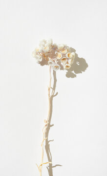 White Dried Flowers in Arrangement From Overhead 