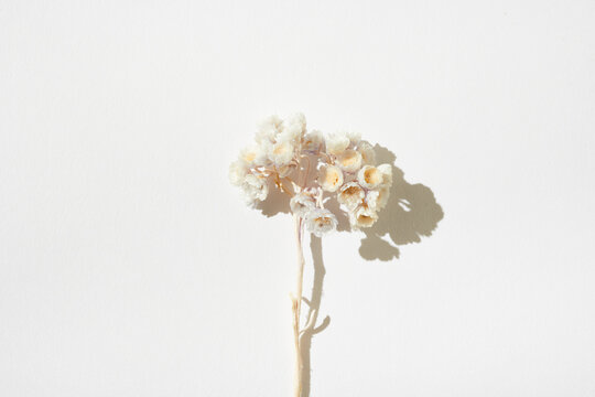 White Dried Flowers in Arrangement From Above 