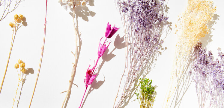 Dried Flowers on White wiht Hard Shadows 