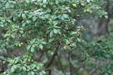 Capsules of Japanese andromeda. Ericaceae evergreen shrub poisonous plants. Many pot-shaped white florets bloom in spring and 5 capsules split in autumn.