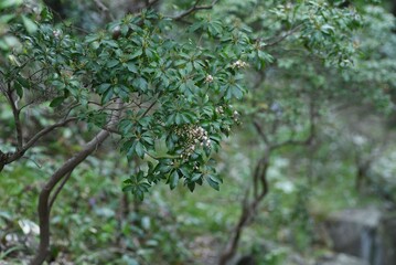 Capsules of Japanese andromeda. Ericaceae evergreen shrub poisonous plants. Many pot-shaped white florets bloom in spring and 5 capsules split in autumn.