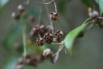 Capsules of Japanese andromeda. Ericaceae evergreen shrub poisonous plants. Many pot-shaped white...