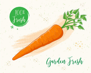 Fresh Carrot vegetable vector illustration