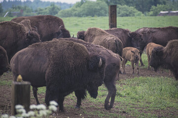 Bison family in an outdoor farm. Large brown horned animals grazing in a green field in Lithuania in summer. Selective focus on the details, blurred background.