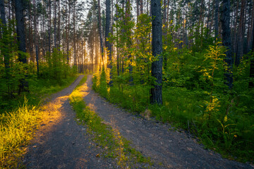sunset in the forest