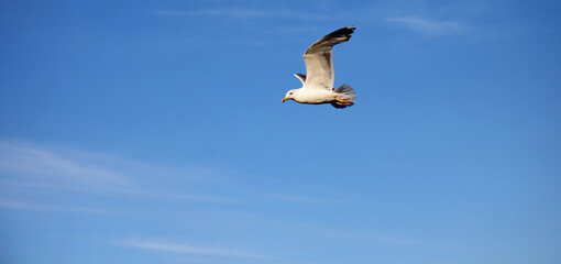 profile of a large free gull with open wings flying high in the sky with some clouds