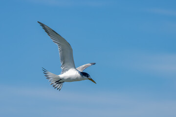 Fototapeta na wymiar Tern in flight