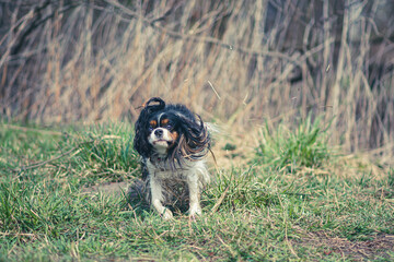 Obraz premium Small dirty dog in motion. King Charles Cavalier Spaniel in a green meadow on a sunny spring morning. Selective focus on the details, blurred background.