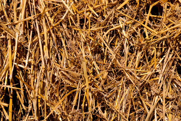 hay background photographed with macro lens in the animal barn