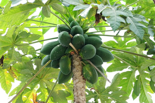 Papaya Tree 
