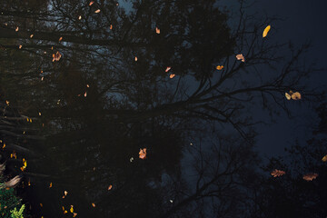 the autumn forest is reflected in the lake