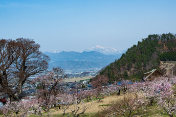 一目10万本のあんずの里 ピンクの花は高妻山を背に 青空に向かって咲き誇る