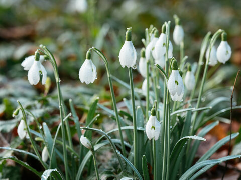 Snowdrops in early spring