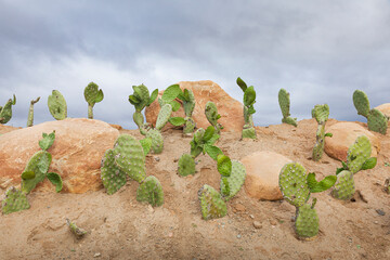 cactus on a sand hill with a cloudy sky