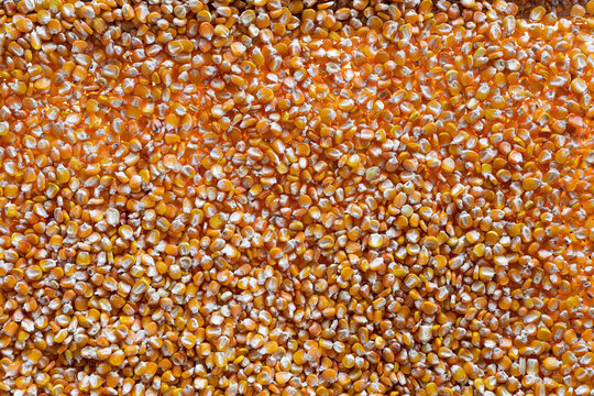 Texture of the abundance of yellow corn