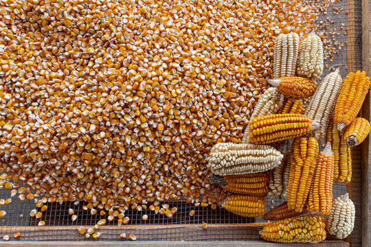 abundance of yellow corn with corn next to it