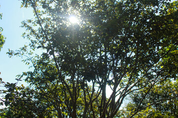 sun beams through trees