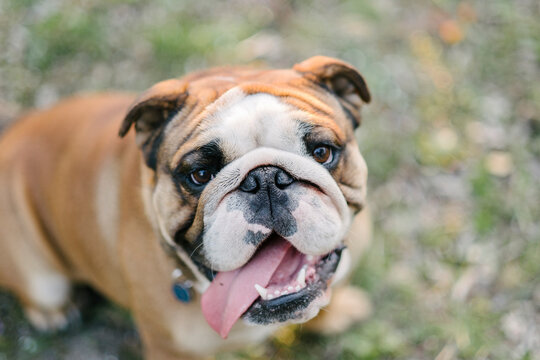 English bulldog portrait