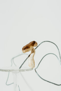 Shitake mushrooms